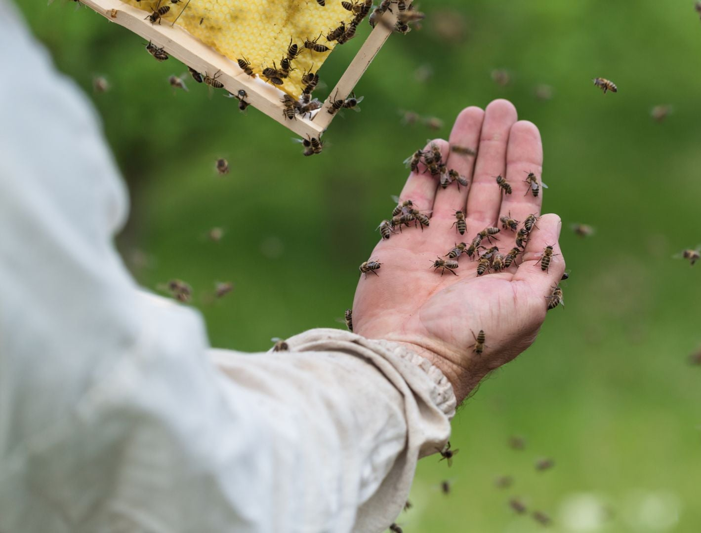 Hive & Thrive Honey Co.