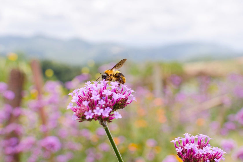 A Guide to Bee-Friendly Gardens - Hive & Thrive Honey Co.