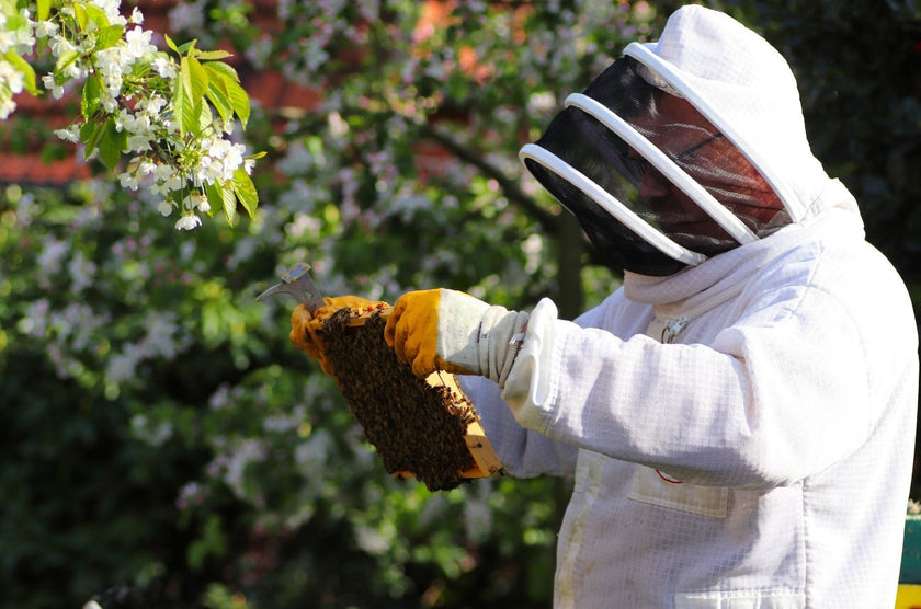 The Importance of Bees - Hive & Thrive Honey Co.