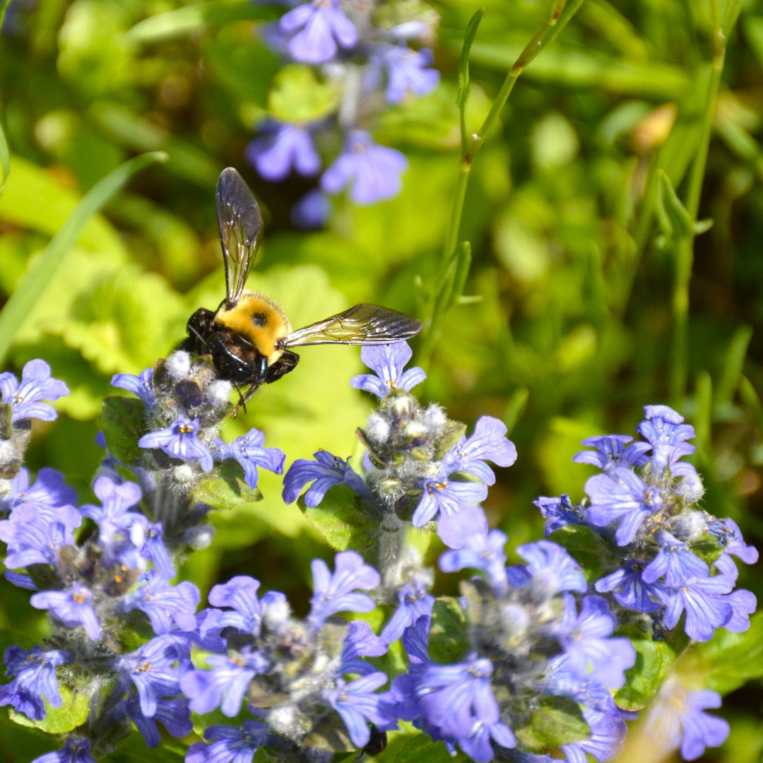 Hive & Thrive Honey Co.