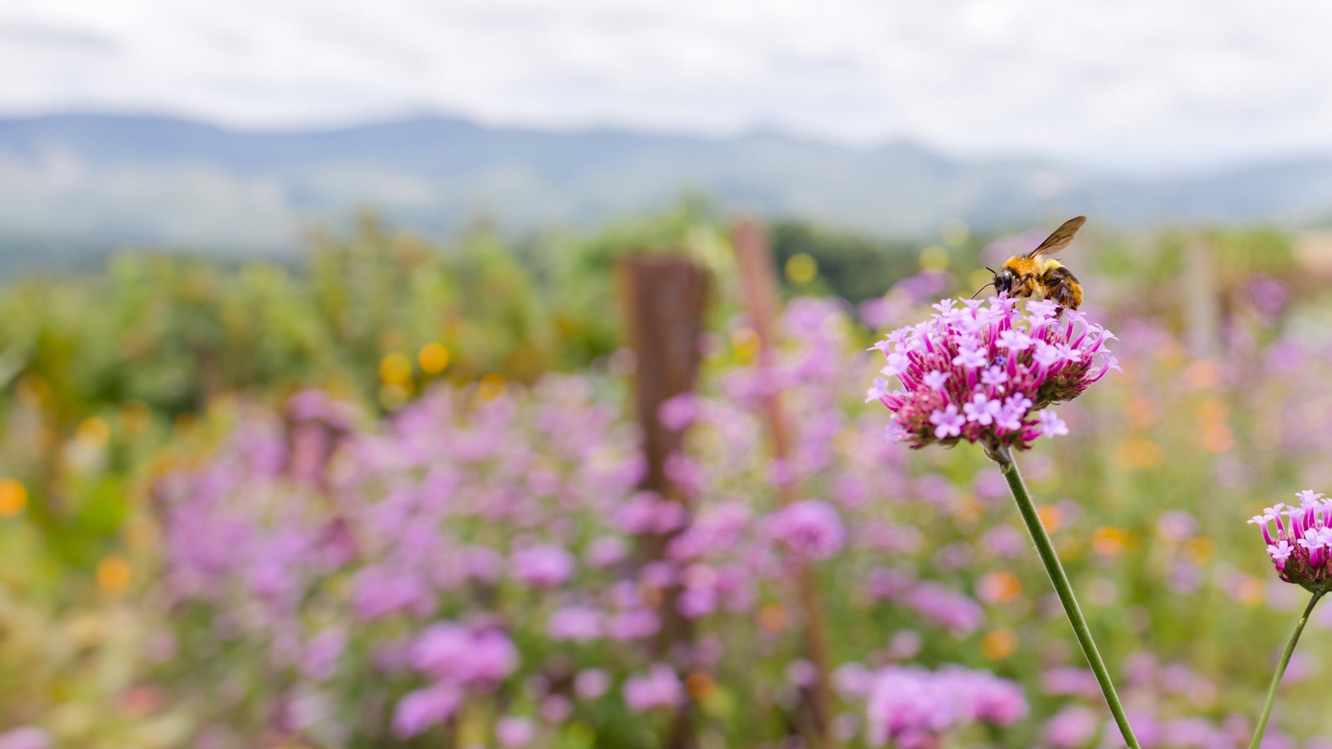 Honey Bee on Flower