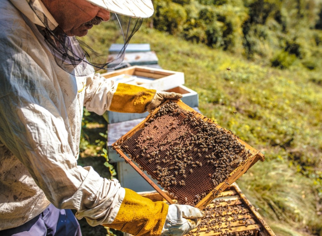 Hive & Thrive Honey Co.