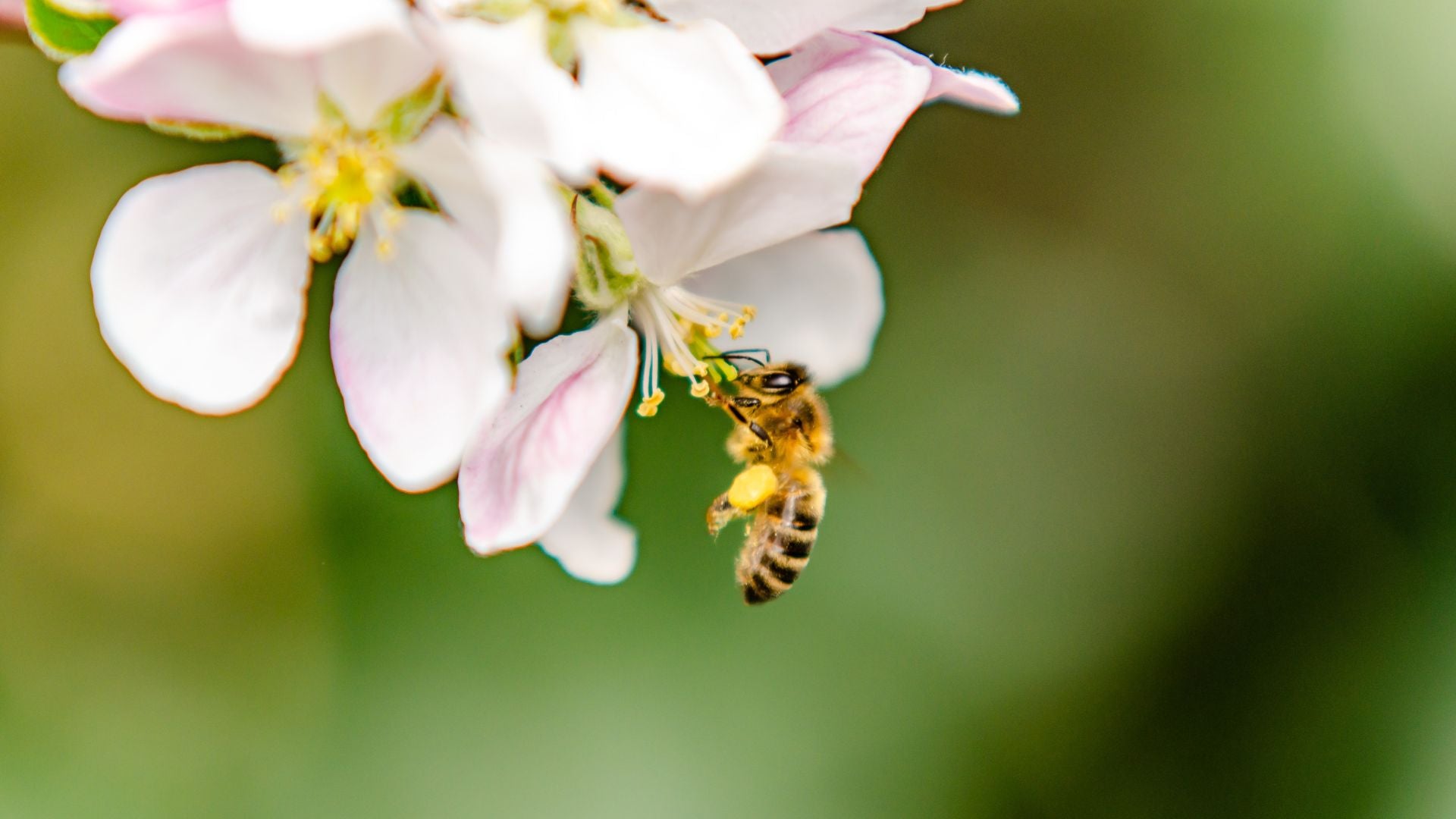 Hive & Thrive Honey Co.